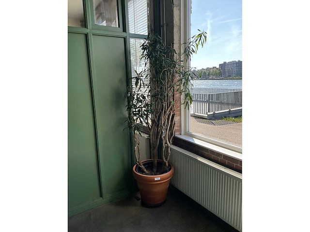 Plant in pot - afbeelding 2 van  5