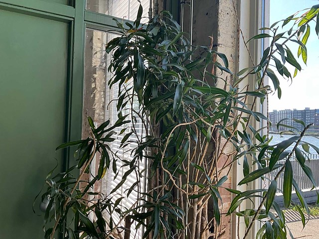 Plant in pot - afbeelding 3 van  5