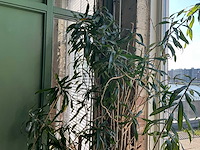Plant in pot - afbeelding 3 van  5