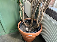 Plant in pot - afbeelding 4 van  5