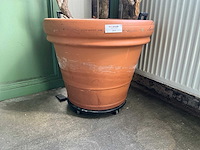 Plant in pot - afbeelding 5 van  5