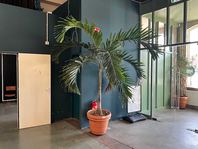Plant in pot - afbeelding 1 van  7