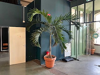 Plant in pot - afbeelding 1 van  7