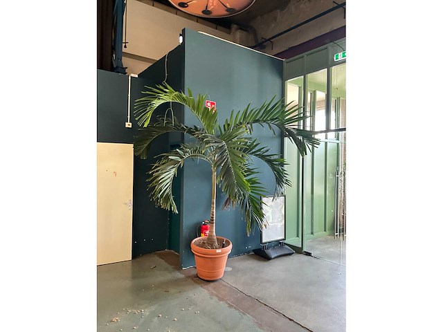 Plant in pot - afbeelding 2 van  7