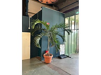 Plant in pot - afbeelding 2 van  7
