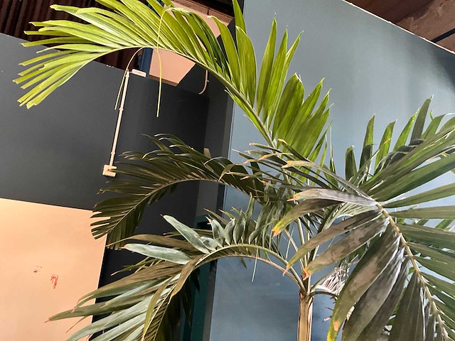 Plant in pot - afbeelding 3 van  7