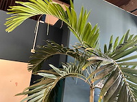 Plant in pot - afbeelding 3 van  7