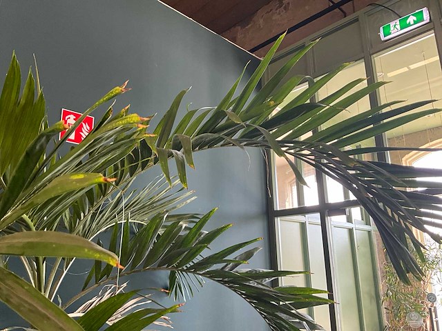 Plant in pot - afbeelding 4 van  7