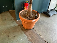 Plant in pot - afbeelding 5 van  7