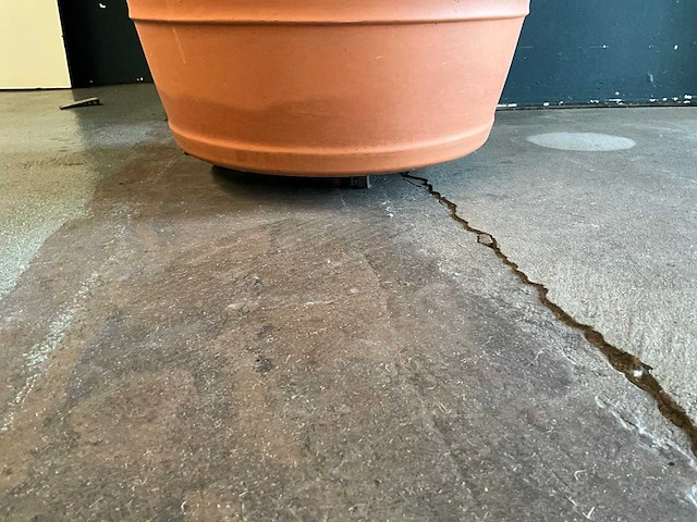 Plant in pot - afbeelding 7 van  7