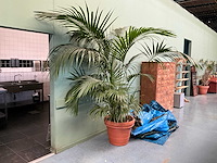 Plant in pot - afbeelding 1 van  5