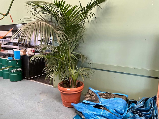 Plant in pot - afbeelding 2 van  5