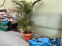Plant in pot - afbeelding 2 van  5