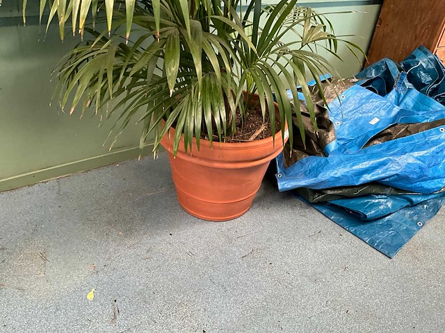 Plant in pot - afbeelding 3 van  5