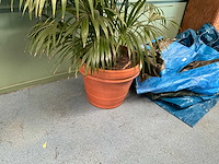 Plant in pot - afbeelding 3 van  5