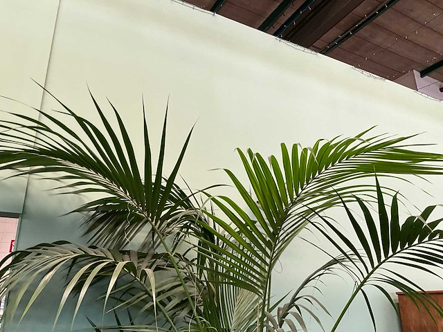 Plant in pot - afbeelding 4 van  5