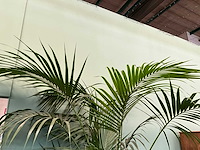 Plant in pot - afbeelding 4 van  5