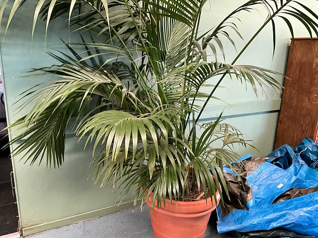 Plant in pot - afbeelding 5 van  5