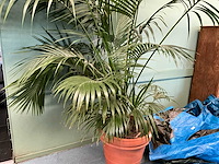 Plant in pot - afbeelding 5 van  5