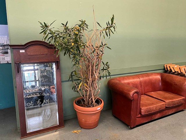 Plant in pot - afbeelding 1 van  5