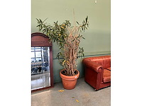 Plant in pot - afbeelding 2 van  5