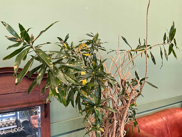 Plant in pot - afbeelding 3 van  5