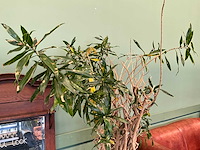 Plant in pot - afbeelding 3 van  5