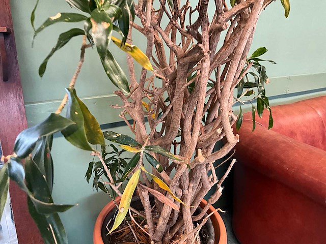 Plant in pot - afbeelding 4 van  5
