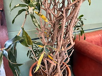 Plant in pot - afbeelding 4 van  5