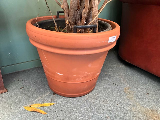 Plant in pot - afbeelding 5 van  5