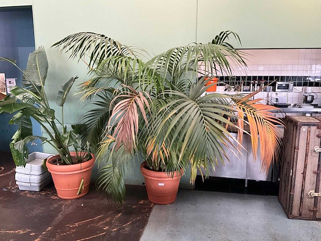 Plant in pot - afbeelding 1 van  5