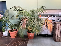 Plant in pot - afbeelding 1 van  5