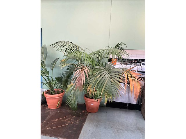 Plant in pot - afbeelding 2 van  5