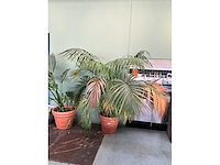 Plant in pot - afbeelding 2 van  5