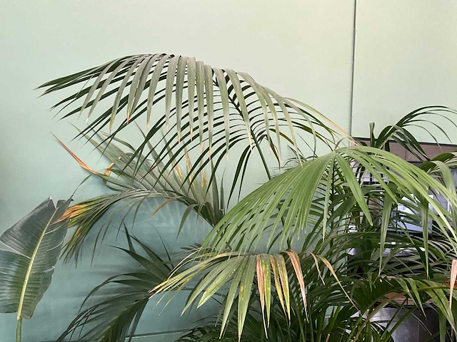 Plant in pot - afbeelding 3 van  5