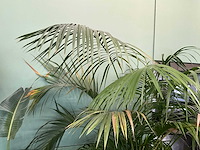 Plant in pot - afbeelding 3 van  5