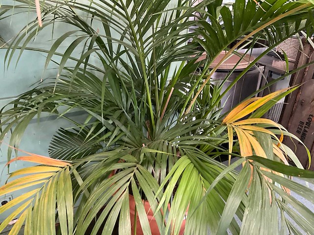 Plant in pot - afbeelding 4 van  5