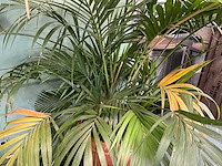 Plant in pot - afbeelding 4 van  5