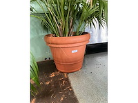Plant in pot - afbeelding 5 van  5