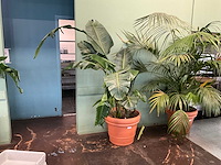 Plant in pot - afbeelding 1 van  6