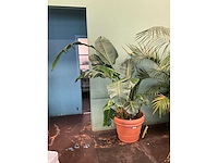 Plant in pot - afbeelding 2 van  6