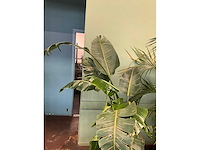 Plant in pot - afbeelding 3 van  6
