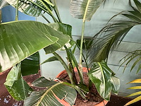 Plant in pot - afbeelding 4 van  6