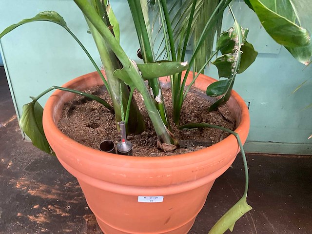 Plant in pot - afbeelding 5 van  6