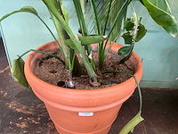 Plant in pot - afbeelding 5 van  6
