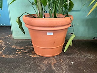 Plant in pot - afbeelding 6 van  6