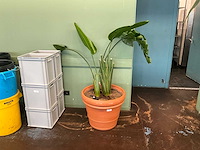 Plant in pot - afbeelding 1 van  5