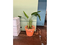 Plant in pot - afbeelding 2 van  5