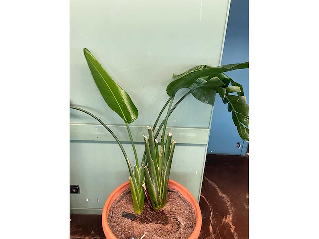 Plant in pot - afbeelding 3 van  5