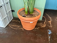 Plant in pot - afbeelding 4 van  5